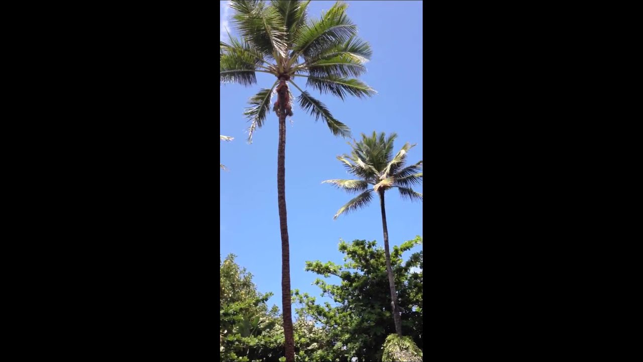 Man jumps 50 feet across from one tree to another