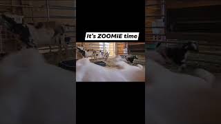 Baby Goat Zoomies Caught On Video. Go Ahead And Smile, I Do When I Watch These Cuties.