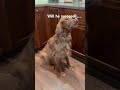 #dog #dogshorts #tricks #love #treats #pets #foryou #cutedog #smartdog #fyp