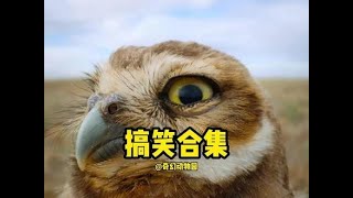 动物世界的欢乐