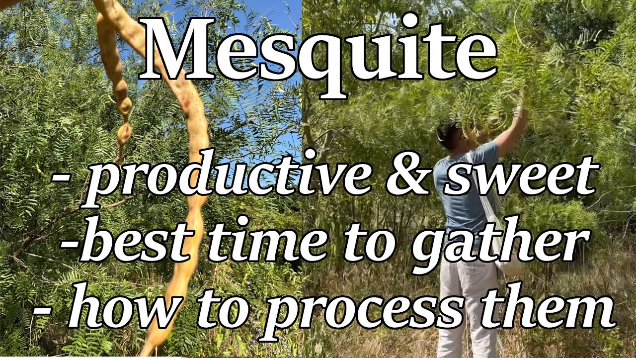 Honey mesquite pod gathering. YouTube