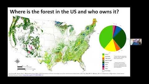 How Forests Provide a Carbon ‘Sink’