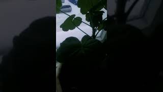 Protest.car Deend Enjured For Haffftar....