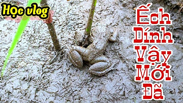 #53 Cắm Câu Ếch Mùa Lúa Chín || Mồi Câu Ếch || Học vlog