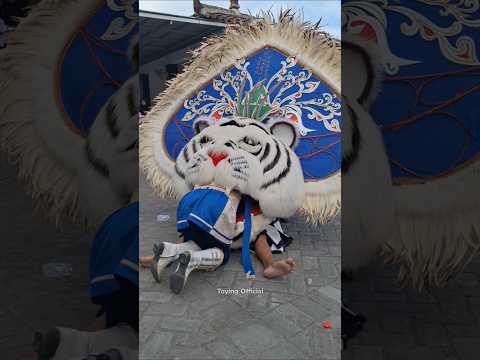 Mayoret Pasrah Dicaplok Barongan #shorts