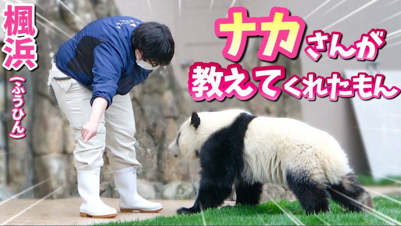 【パンダアイドル楓浜】さすが伝説コンビ🐼ナカ飼育員が全部教えてくれたんだよね〜♡