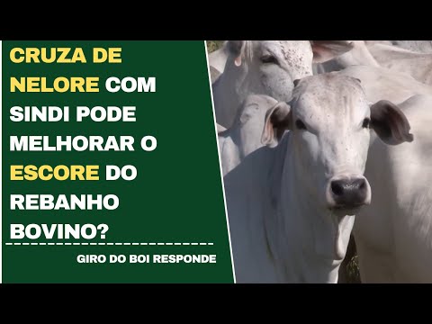 CRUZA DE NELORE COM SINDI PODE MELHORAR O ESCORE DO REBANHO BOVINO?