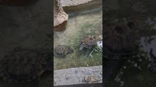 APA MUNGKIN KURA KURA BRAZIL BERTELUR DI AVIARY MINI SEADANYA