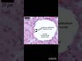 Simple Squamous Epithelium in 1 Min | Human Physiology Series