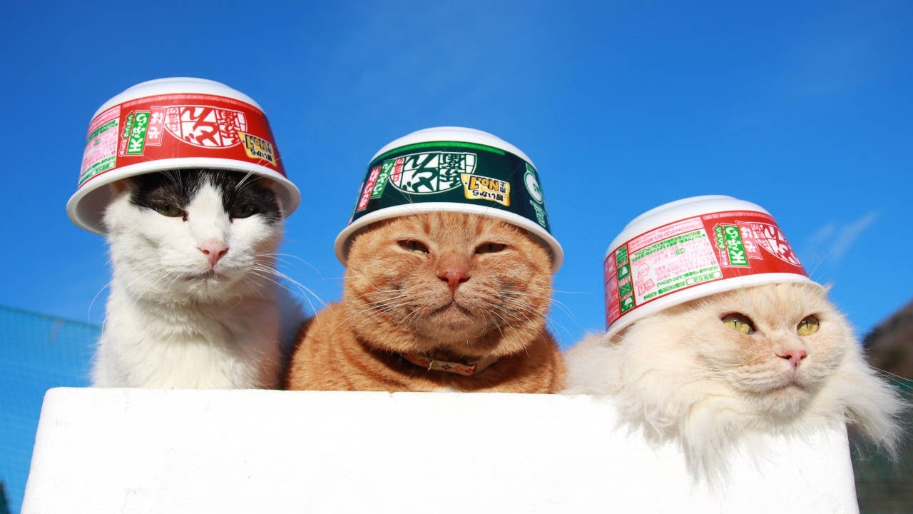 どん兵衛 のせ猫 240323 - YouTube