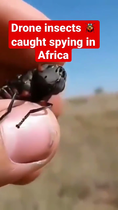 Drone insects caught spying in Africa. Is it true?#shorts