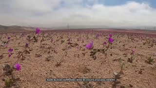 Rare Bloom Happening in Chile's Atacama Desert