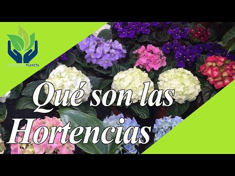 Video: Hortensias: tipos, variedades, fotos