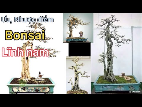 Video BONSAI LĨNH NAM. Có những ưu điểm, nhược điểm gì. so... - youtube