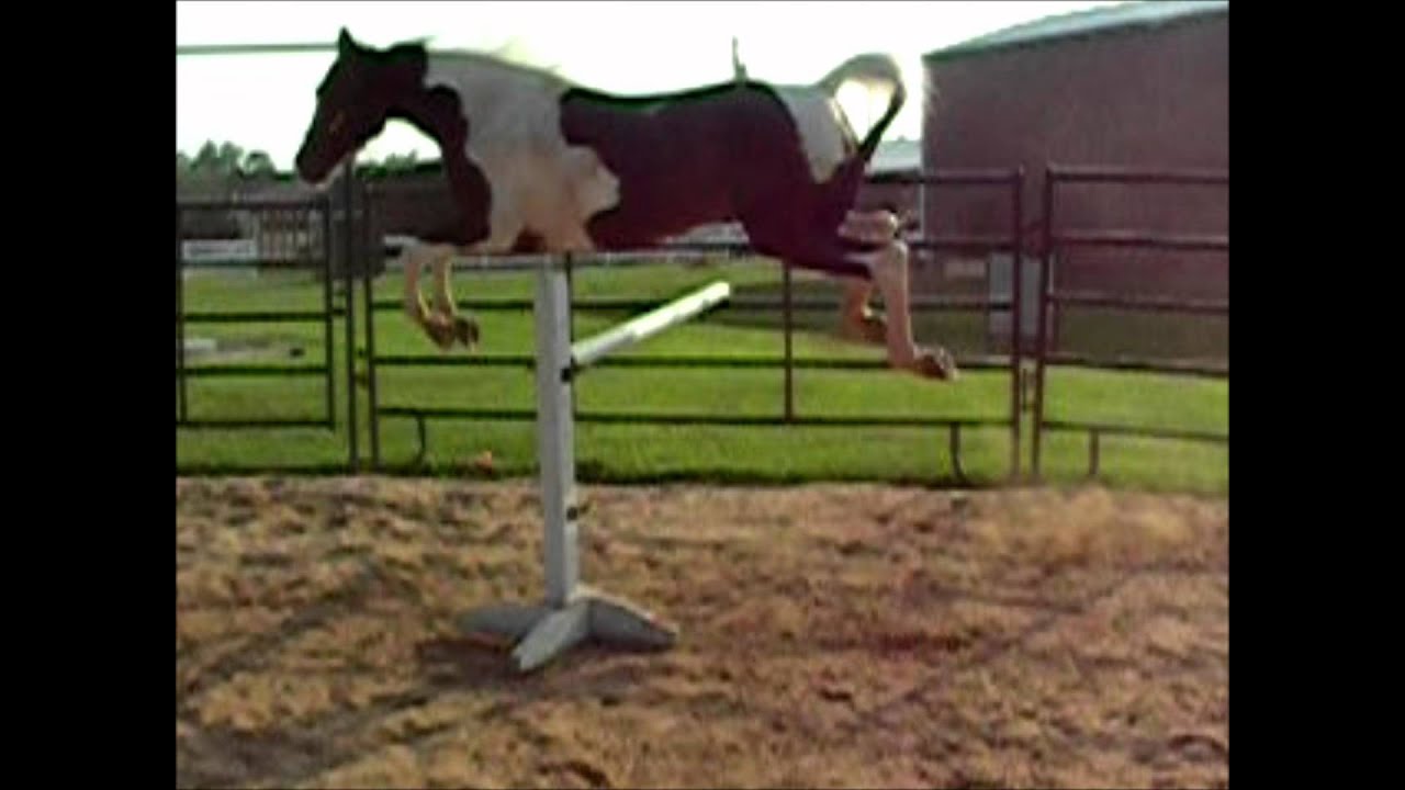 spotted saddle horse jumping YouTube