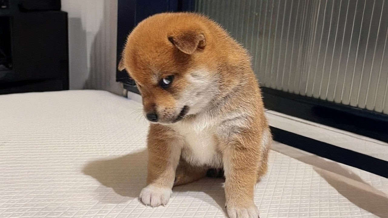 Try Not to Laugh: Funny PET Moments Compilation! #58