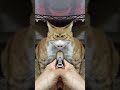 2026 01 16 03 猫動画ショートですニャン ‐ #cat #子ネコ #猫 #catsofyoutube #cats