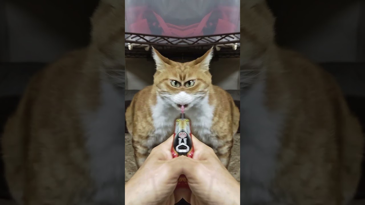 2026 01 16 03 猫動画ショートですニャン ‐ #cat #子ネコ #猫 #catsofyoutube #cats