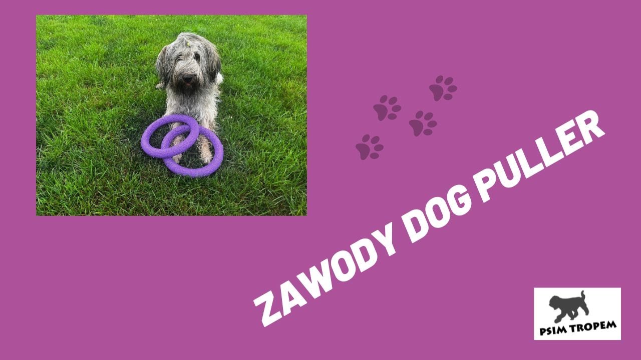 DOG PULLER - RUNNING 2/11 i PULLGILITY 1/7. Bianca O. kataloński. Gos d'Atura Catala. 05.07.2023 r.