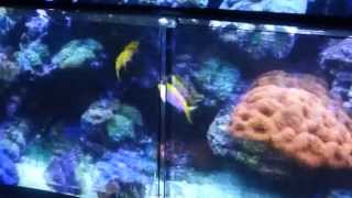 PROTOTYPE TEST 3D PROJECTOR SCREEN WITH NO GLASSES
