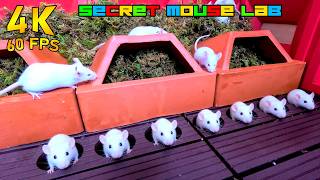 CAT TV 4K: THE MOSS GARDEN MOUSE LAB – WHITE MICE POPPING OUT OF FLOOR HOLES FOR CATS TO WATCH 🐭🌿
