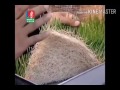 মাটি ছাড়াই ঘাস উৎপাদন করুন গরু ছাগলের জন্য