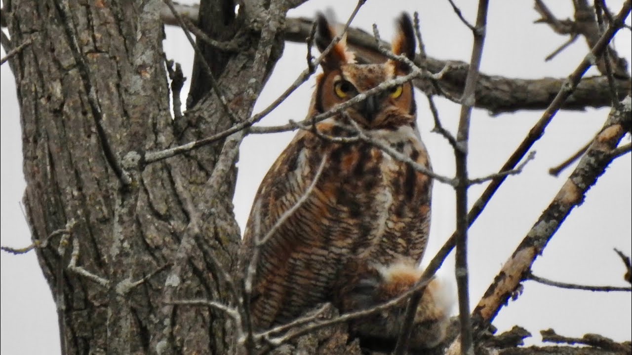 GREAT HORNED OWL VS. CROWS YouTube