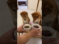 豪華トッピングごはんに大喜びする豆柴姉妹 #Shorts