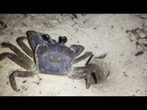 Shore crab