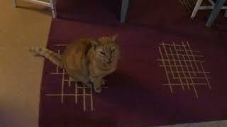 Det sitter en gul Katt mitt på golvet och piper!