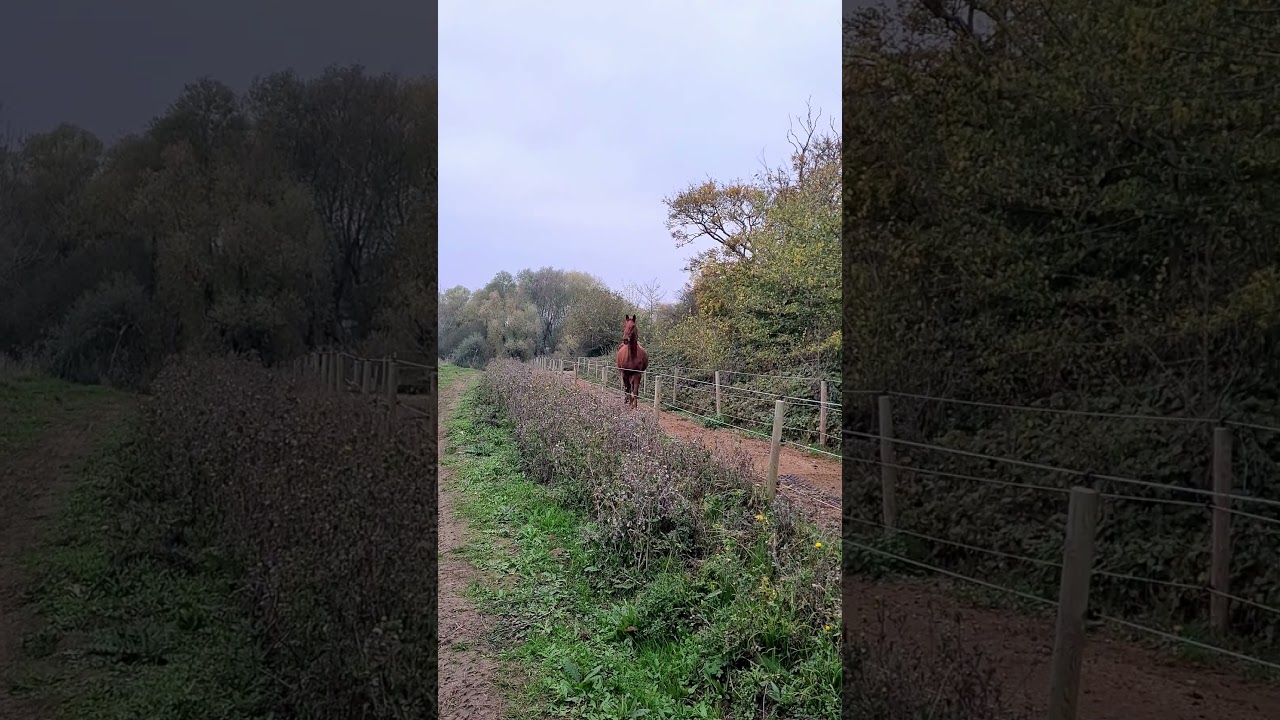 Beaky looks fantastic 🐎 🧡 