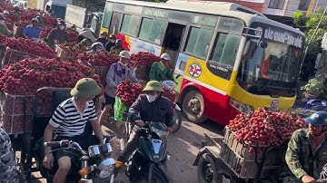 Market Lychee  Vải Thiều Lục Ngạn