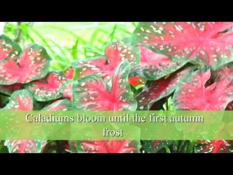 Video: Caladium-blominligting - Leer oor blom op kaladiumplante