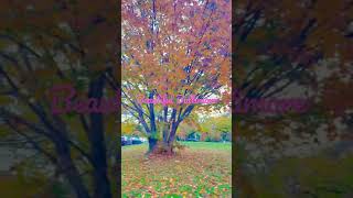 Beautiful Baltimore in Maryland USA #short | #Baltimore #Homewoodcampus