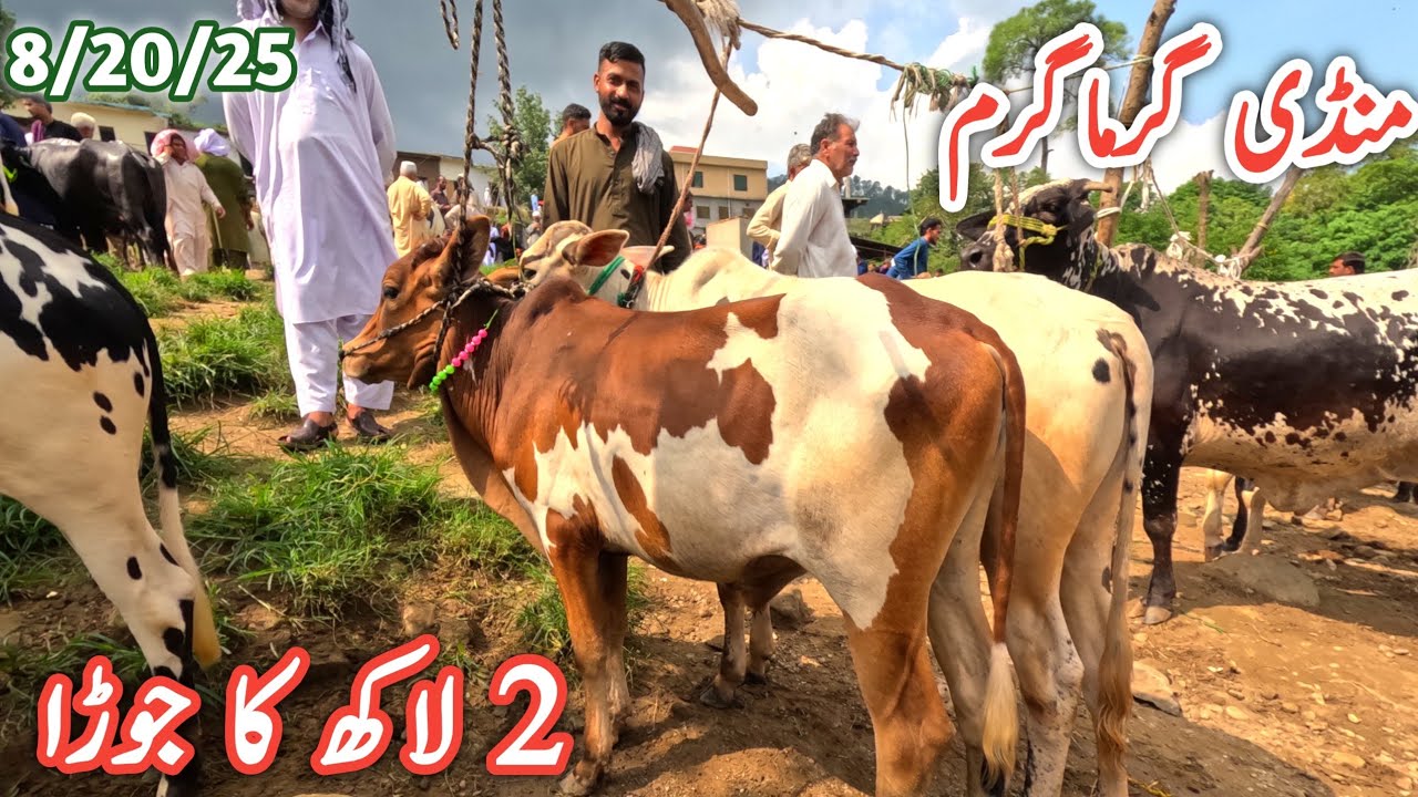 Price update from the largest animal market of AJK 