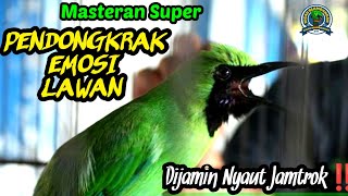 🔴EMOSI GACOR NEMBAK JAMBUL NGENTROK‼️- CUCAK IJO GACOR BONGKAR ISIAN KASAR, AUTO NYAUT
