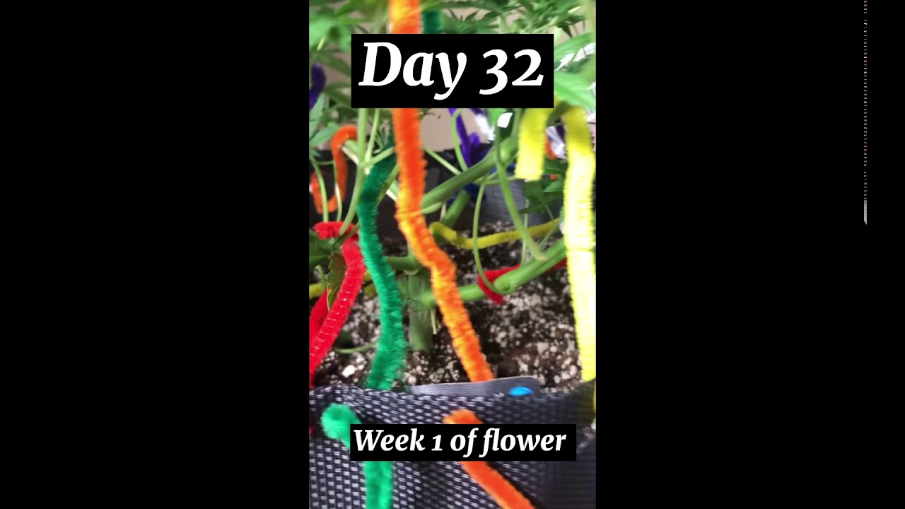 High stress training/ Super cropping/ Autoflower training/ Hst / how to supercrop