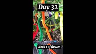 High stress training/ Super cropping/ Autoflower training/ Hst / how to supercrop