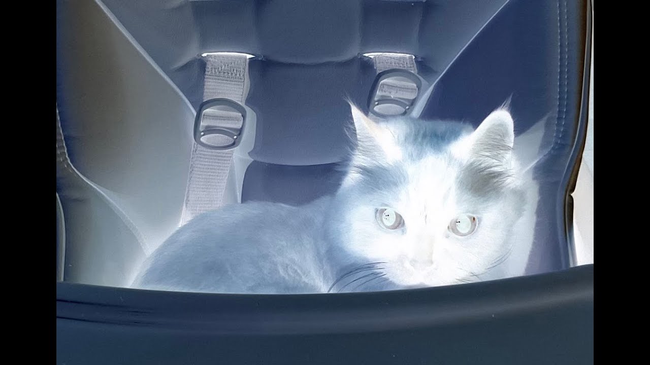 Bootleg NL: Trolley Problem Inc. (4/21/2022)