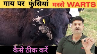 गाय के मस्से 100 % ठीक Warts Treatment in Cattle