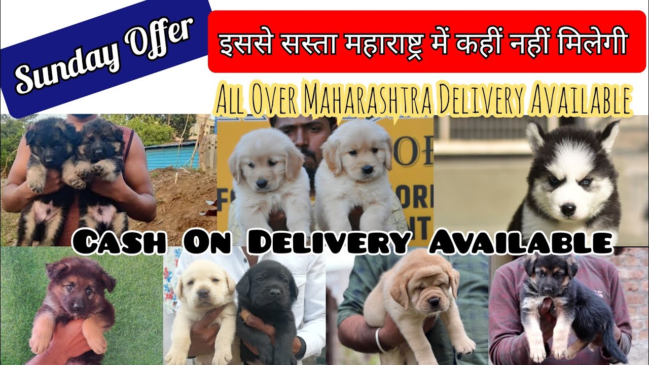 Dog adoption in Maharashtra। Breeder Price dog adoption in Maharashtra