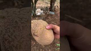 Trying the zungano from El Salvador
