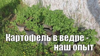 Как выращивать картофель в ведре - наш первый урожай