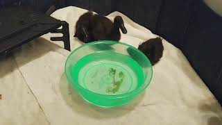 Like a Duck Takes to Water... (2.5 weeks old)
These Cayuga ducklings really enjoy falling water, and this is the first time they are introduced to anything more than their drinking water. The water was lukewarm to prevent them from getting too clod. Their brooder stayed nearby and they could get additional heat if needed. And they were toweled off shortly after this play session. We all had a good time. Like a Duck Takes to Water... (2.5 weeks old)