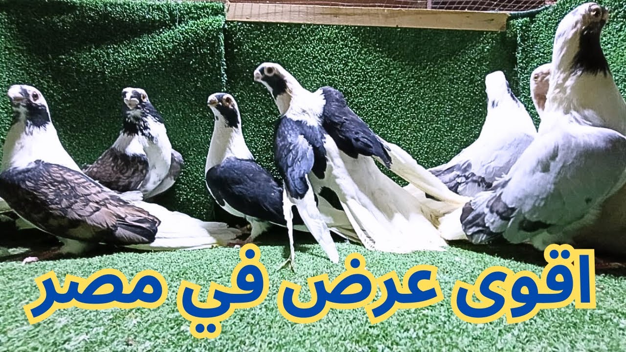 غيه حمام كامله للبيع كل انواع الحمام