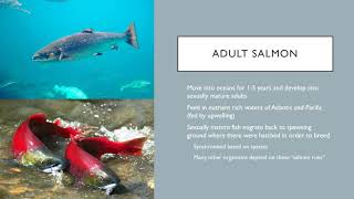 AICE Marine Unit 10 Life Cycle Overview