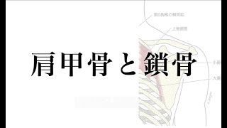 肩甲骨と鎖骨の触察と投影