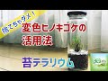 捨てちゃダメ!変色ヒノキゴケの活用法【苔テラリウム制作動画】