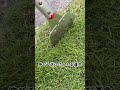 モンブラン芝切り1番でキワ刈り#芝生 #芝生の手入れ