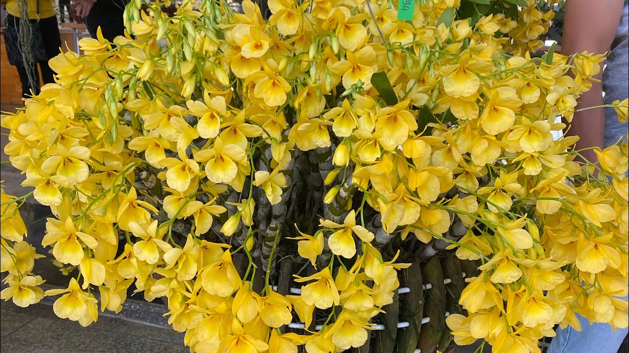 Mời mn ngắm Hội thi Hoa Lan bảo Lộc lâm đồng ạ